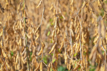 Macro of ripe yellow soybean pods. Blurred background, selective focus. Autumn golden soybean field.