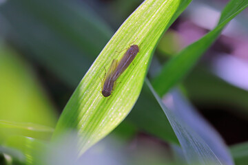 Cicadula placida an invasive species of leafhopper, Cicadellidae, a pest of cereals and maize. A pair during copulation on winter barley in the autumn.