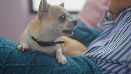 A small chihuahua rests attentively beside a woman on a blue blanket inside a cozy room.