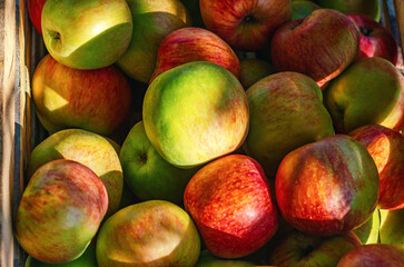 Many red apples in box. Close-up view of red-green apples illuminated by sun. Harvest concession.
