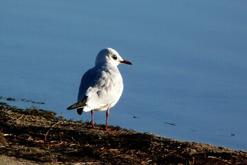 seagull on the beach