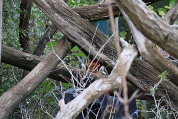 A photo of a bird is sitting on a branch in the woods