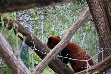 A photo of a red panda sitting in a tree branch