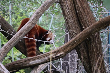 A photo of a red panda sitting in a tree branch