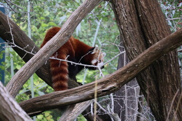 A photo of a red panda is sitting in a tree