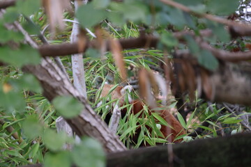 A photo of a red panda is sitting in the branches