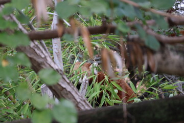Obraz premium A photo of a small bird is sitting on a branch