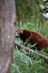 A photo of a cat is sitting in a tree and eating