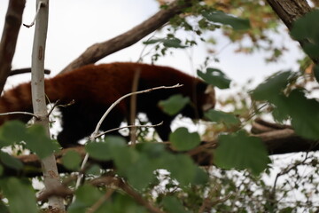 Obraz premium A photo of a red panda is sitting in a tree
