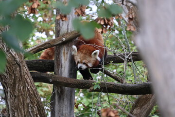A photo of a red panda sleeping in a tree
