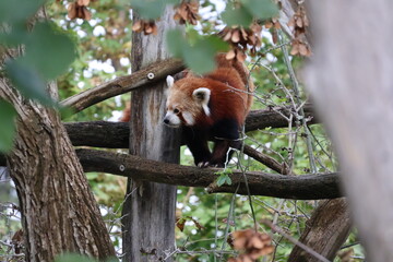 A photo of a red panda sitting on a tree branch