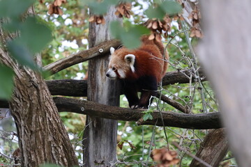 A photo of a red panda sitting on a tree branch