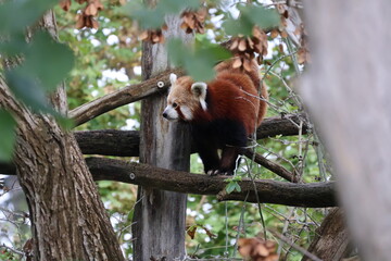 A photo of a red panda sitting on a tree branch