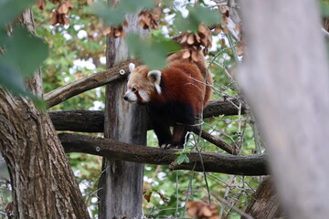 A photo of a red panda sitting on a tree branch