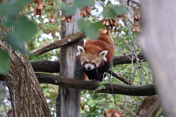 A photo of a red panda sitting on a tree branch