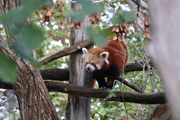 A photo of a red panda sitting on a tree branch