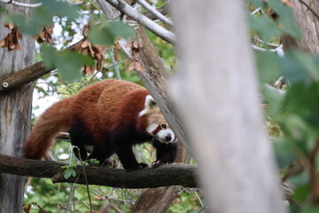 Fototapeta premium A photo of a red panda sitting on a tree branch