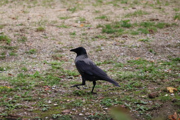 A photo of a black bird standing on the ground