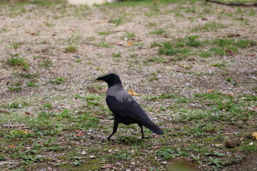 A photo of a black bird standing on the ground