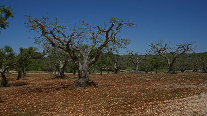 Old olive trees in a vast, sunlit orchard in puglia, italy, showcasing their gnarled trunks under a vibrant blue sky.
