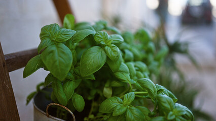 Close-up of vibrant basil leaves in a rustic pot outdoors in puglia, italy, capturing the essence of southern italian gardening and culinary tradition.