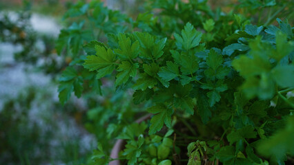 Vibrant parsley plant flourishing outdoors in a garden in puglia, italy, showcasing fresh, green, leafy foliage in a calm, natural setting.