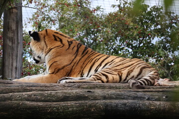 A photo of a tiger laying on a log in a zoo