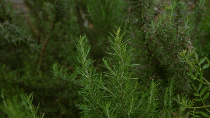 Closeup of vibrant rosemary plants growing outdoors in puglia, italy's lush countryside, highlighting the herb's green leaves and natural surroundings.