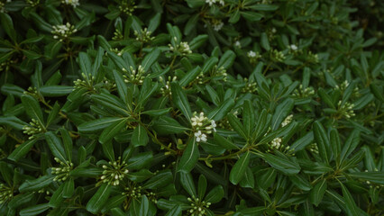 Fototapeta premium Vibrant pittosporum tobira plants in full bloom with white flowers, bathed in puglia's natural outdoor sunlight.