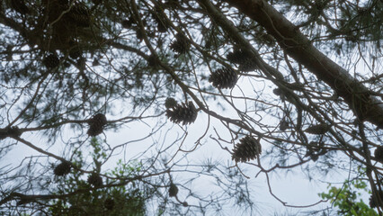 A serene outdoor scene in puglia, italy showcases the branches and cones of a stone pine tree pinus...