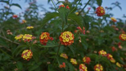Close-up of vibrant lantana camara flowers in a lush outdoor setting in puglia, italy, showcasing the colorful blooms against a backdrop of green foliage on a sunny day.