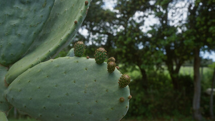 Close-up view of opuntia ficus-indica, commonly known as prickly pear, growing outdoors in a lush area of puglia, southern italy, with fresh green pads and small developing fruits.
