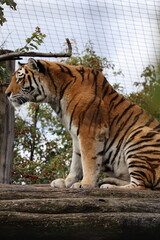 A photo of a tiger climbing a tree