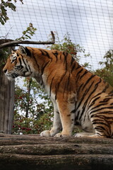 A photo of a tiger climbing a tree