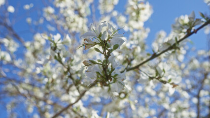 Close-up of almond tree flowers in full bloom during a bright sunny day in puglia, southern italy, capturing the delicate white petals and clear blue sky background.