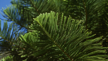Close-up of norfolk island pine araucaria heterophylla leaves with a vibrant green backdrop in...