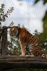 A photo of a tiger climbing a tree