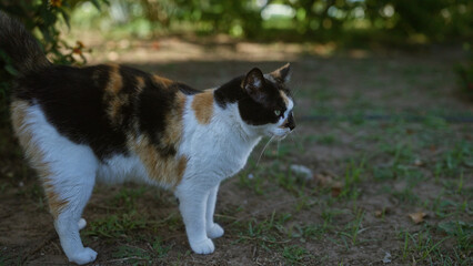 A multicolored cat stands alert in a sunlit outdoor garden, displaying a blend of black, white, and brown patches across its fur while surrounded by green foliage and grass.