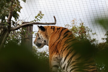 A photo of a tiger is standing in a tree