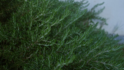 A lush rosemary plant rosmarinus officinalis grows outdoors in puglia, southern italy, showcasing its dense green needle-like leaves. - Powered by Adobe