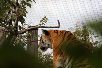 A photo of a tiger is looking at a tree branch © Géza