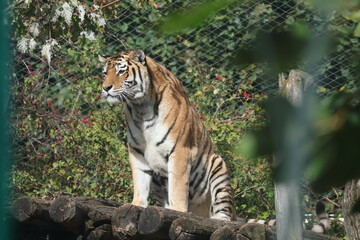 A photo of a tiger sitting on a rock in a zoo