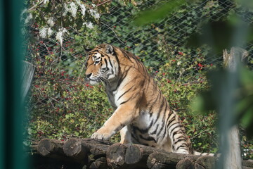 Obraz premium A photo of a tiger sitting on a rock in a zoo