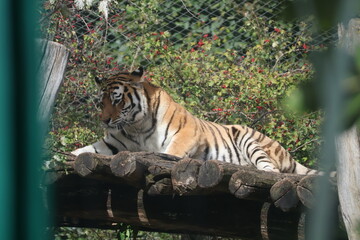 A photo of a tiger laying on a log