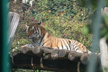 A photo of a tiger laying on a log