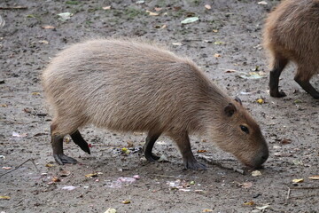 A photo of two small animals are eating on the ground
