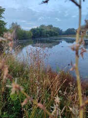 the river in the forest