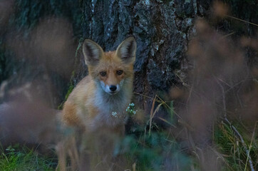 red fox in the wild