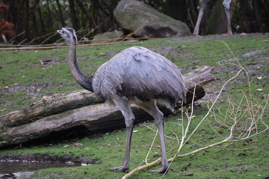 A photo of a bird walking on a green grass covered field