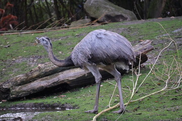 A photo of a bird walking on a green grass covered field
